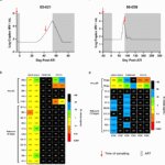 Minor SHIV variants abrogate protective efficacy of broadly neutralizing antibodies in rhesus macaques
