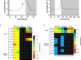 Minor SHIV variants abrogate protective efficacy of broadly neutralizing antibodies in rhesus macaques