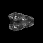 Molecular basis for de novo thymus regeneration in a vertebrate, the axolotl | Science Immunology