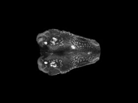 Molecular basis for de novo thymus regeneration in a vertebrate, the axolotl | Science Immunology