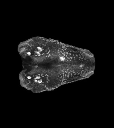 Molecular basis for de novo thymus regeneration in a vertebrate, the axolotl | Science Immunology