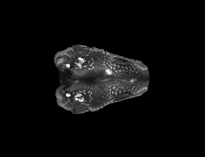 Molecular basis for de novo thymus regeneration in a vertebrate, the axolotl | Science Immunology