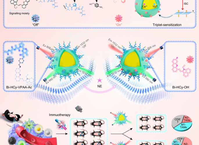 NIR-IIb fluorescence ratiometric imaging of tumor-associated neutrophils for immunotherapy efficacy monitoring and strategy optimization