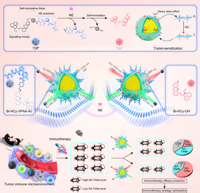 NIR-IIb fluorescence ratiometric imaging of tumor-associated neutrophils for immunotherapy efficacy monitoring and strategy optimization