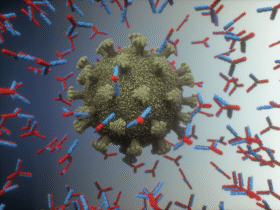 NK cells limit antibody breadth