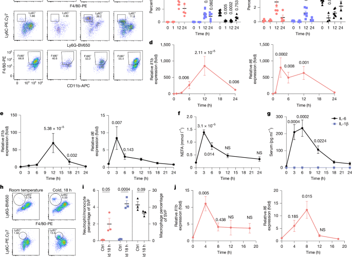 Neutrophils preserve energy storage in sympathetically activated adipocytes