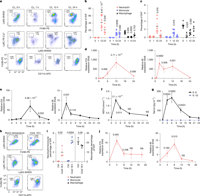 Neutrophils preserve energy storage in sympathetically activated adipocytes