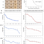 Novel anti-ITGA4 monoclonal antibody induces cell death via large pore formation in NK/T-cell lymphoma cells