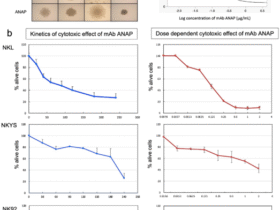 Novel anti-ITGA4 monoclonal antibody induces cell death via large pore formation in NK/T-cell lymphoma cells