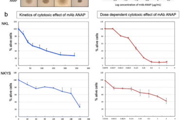 Novel anti-ITGA4 monoclonal antibody induces cell death via large pore formation in NK/T-cell lymphoma cells