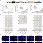 Oncolytic adenovirus delivery of neoantigens sensitizes low-mutation tumors to anti-PD-1 therapy and prevents metastasis