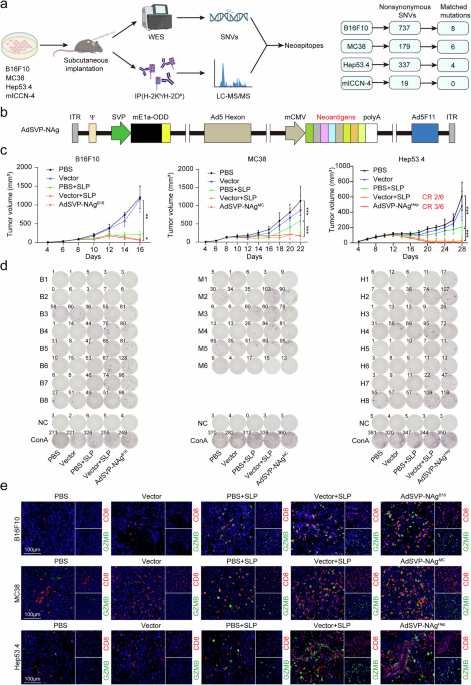 Oncolytic adenovirus delivery of neoantigens sensitizes low-mutation tumors to anti-PD-1 therapy and prevents metastasis