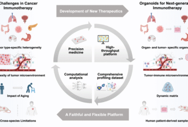 Organoid: a promising solution to current challenges in cancer immunotherapy