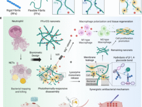 Photo-reversible amyloid nanoNETs for regenerative antimicrobial therapies