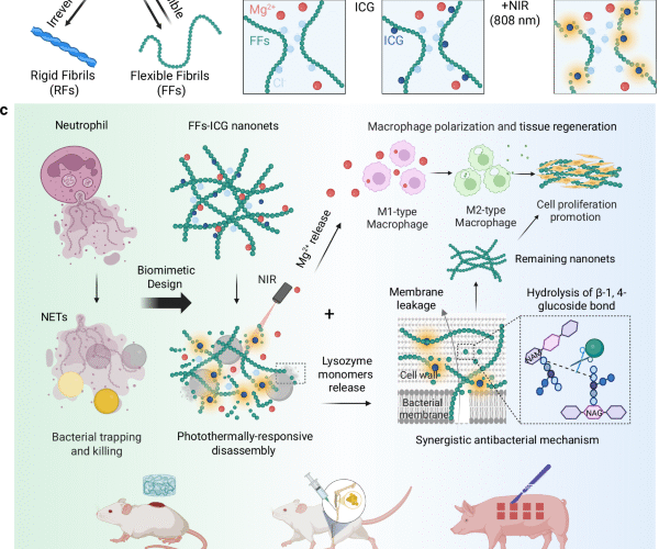 Photo-reversible amyloid nanoNETs for regenerative antimicrobial therapies