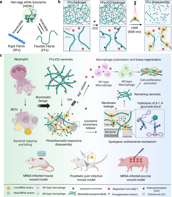 Photo-reversible amyloid nanoNETs for regenerative antimicrobial therapies