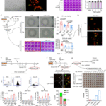 Pre-activation timing determines influenza severity and viral pathogenicity via STING Inhibition