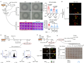 Pre-activation timing determines influenza severity and viral pathogenicity via STING Inhibition