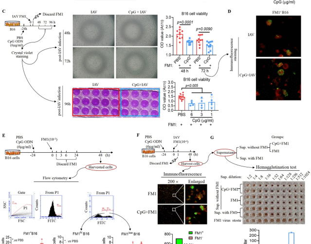 Pre-activation timing determines influenza severity and viral pathogenicity via STING Inhibition