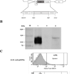 Recombinant Bacillus subtilis spores expressing SARS-CoV-2 spike protein induced humoral, mucosal, and cellular immunity in mice