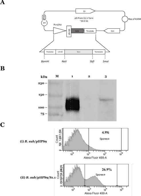 Recombinant Bacillus subtilis spores expressing SARS-CoV-2 spike protein induced humoral, mucosal, and cellular immunity in mice