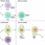 Regulation of T cell exhaustion and stemness: molecular mechanisms and implications for cancer immunotherapy
