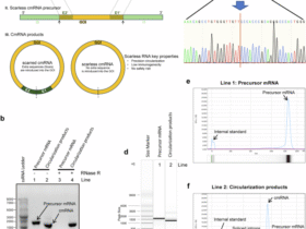 Scarless circular mRNA-based CAR-T cell therapy elicits superior antitumor efficacy