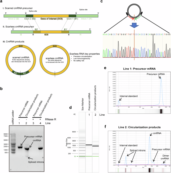 Scarless circular mRNA-based CAR-T cell therapy elicits superior antitumor efficacy