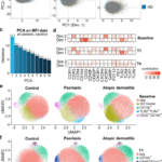 Single cell mapping identifies a distinct platelet-phenotype in psoriatic type III inflammation