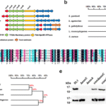 Streptococcus gordonii type VII secretion system substrate EsxA induces neutrophil extracellular trap formation in infective endocarditis