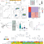 T follicular helper cells transiently unlock a plasticity state in germinal centre B cells during the humoral immune response