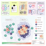 Th17-like cells and immunosuppressive macrophages infiltrate tertiary lymphoid structures with distinct maturation status in soft-tissue sarcoma