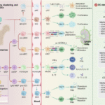 The emerging role of dendritic cells in the tumor microenvironment: from antigen presentation to targeted immunotherapy