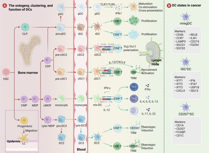 The emerging role of dendritic cells in the tumor microenvironment: from antigen presentation to targeted immunotherapy