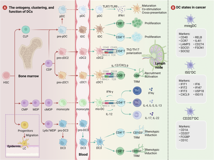 The emerging role of dendritic cells in the tumor microenvironment: from antigen presentation to targeted immunotherapy