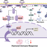WASH regulates B cell signaling, metabolism and function through STAT1