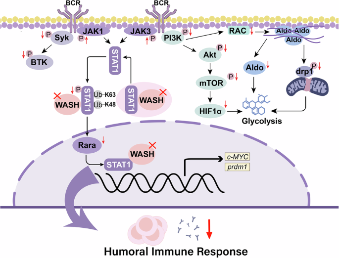 WASH regulates B cell signaling, metabolism and function through STAT1