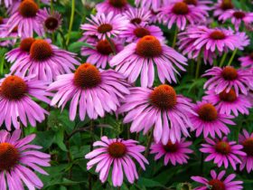 What Echinacea Does for Your Immune System, Skin, and Mood