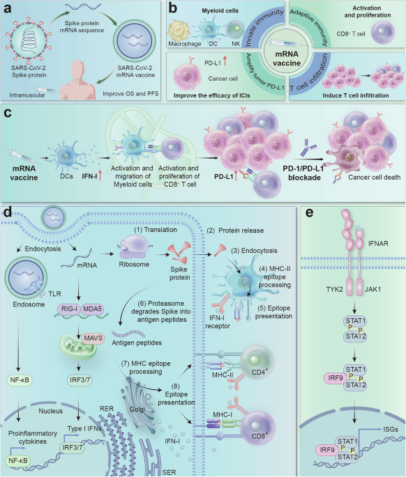 When vaccines reset tumors: SARS-CoV-2 mRNA shots create a transient checkpoint-sensitive state