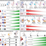 Working together: a multi-component intranasal vaccine provides synergistic protection against COVID-19