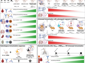 Working together: a multi-component intranasal vaccine provides synergistic protection against COVID-19