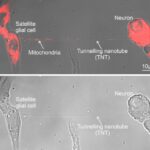Images showing cells and tunnelling nanotube prior to and after mitochondrial transfer. After image has red coloring to show successful transfer.