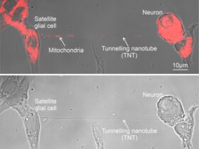 Images showing cells and tunnelling nanotube prior to and after mitochondrial transfer. After image has red coloring to show successful transfer.