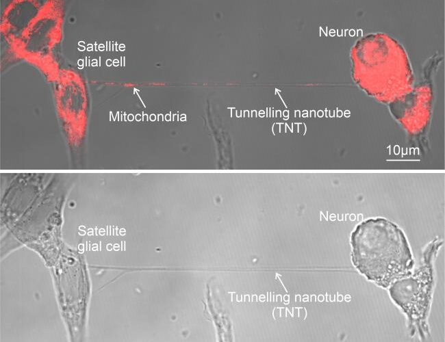 Images showing cells and tunnelling nanotube prior to and after mitochondrial transfer. After image has red coloring to show successful transfer.