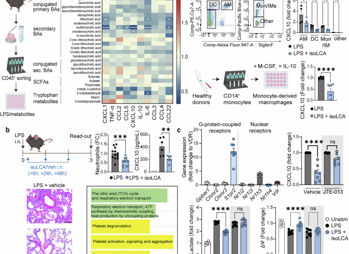 A microbiota-dependent bile acid reprograms alveolar macrophages to control lung inflammation