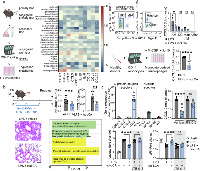 A microbiota-dependent bile acid reprograms alveolar macrophages to control lung inflammation