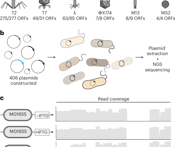 A phage protein screen identifies triggers of the bacterial innate immune system