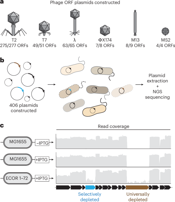 A phage protein screen identifies triggers of the bacterial innate immune system
