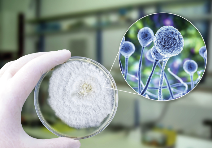 Albumin protects against deadly fungal infection