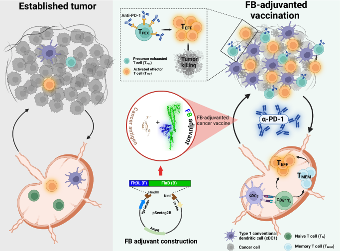 Antigen cross-presentation potentiating cancer vaccine adjuvant for T cell expansion and synergy with anti-PD-1